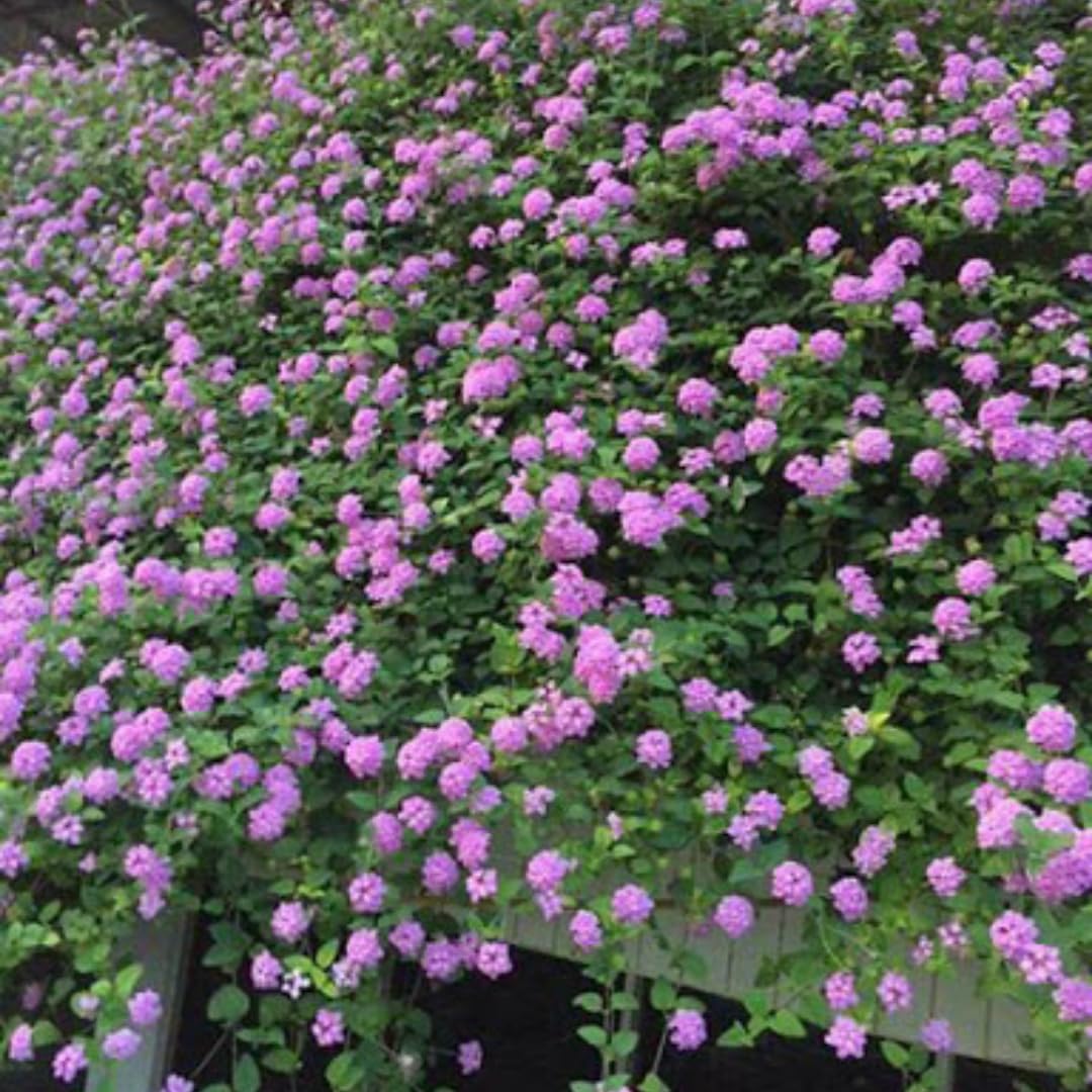 2 Lavender Lantana Plants Live, 5 to 7 Inches Tall, Lantana Live Plants for Planting Outdoors, Perennial Flower Plant