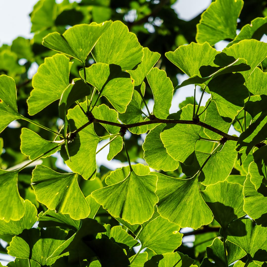 2 Seedlings Ginkgo Trees Live Plants Dormant, No Leaf in Winter, Hardy Ornamental, Yellow Leaf in Fall, Zones 3-8, Bare Roots, 6-12" in Tall