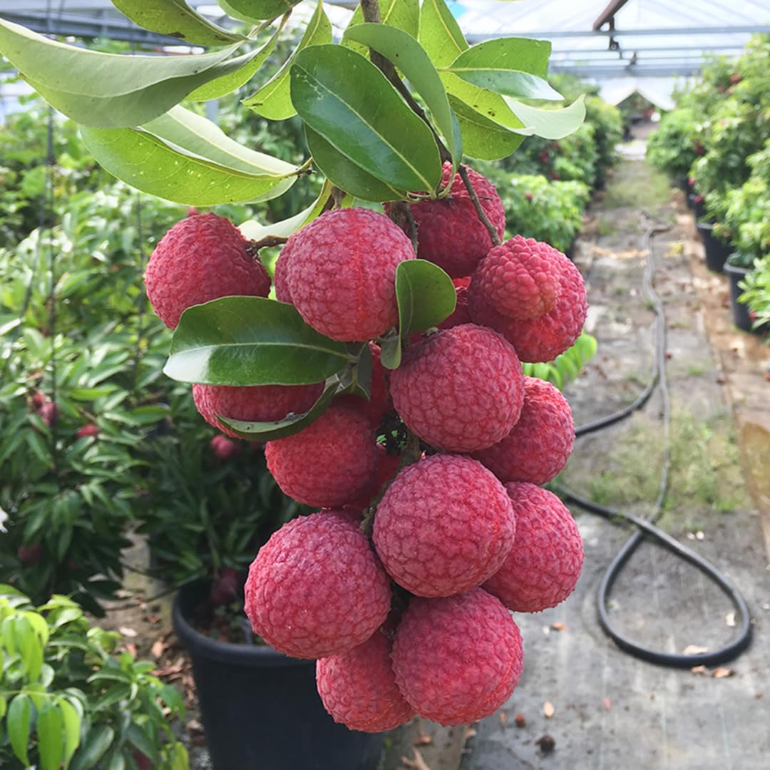 15 Lychee Seeds, Lychee Fruit Seeds for Planting Outdoor, Heirloom Seed
