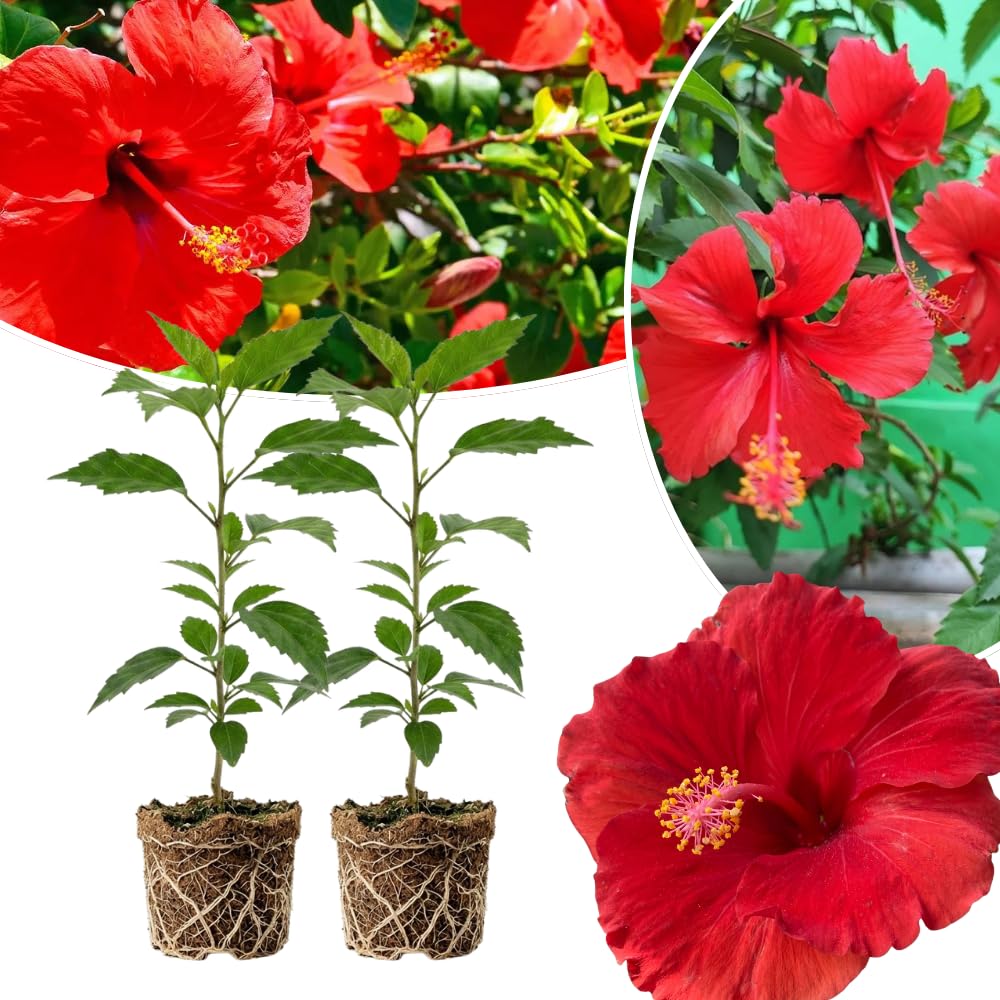 2 Bright Red Hibiscus Live Plants, 4-8'' Tall Hardy Hibiscus Flower Starter Plants, Well Rooted Perennial Flower Plant for Home Garden and Containers