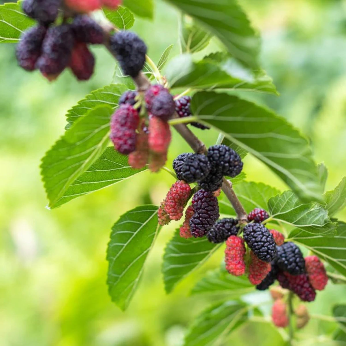 Illinois Everbearing Mulberry Plant Live, Size 5-9 Inch Tall, Mulberry Fruit Tree for Planting, Mulberry Seedling