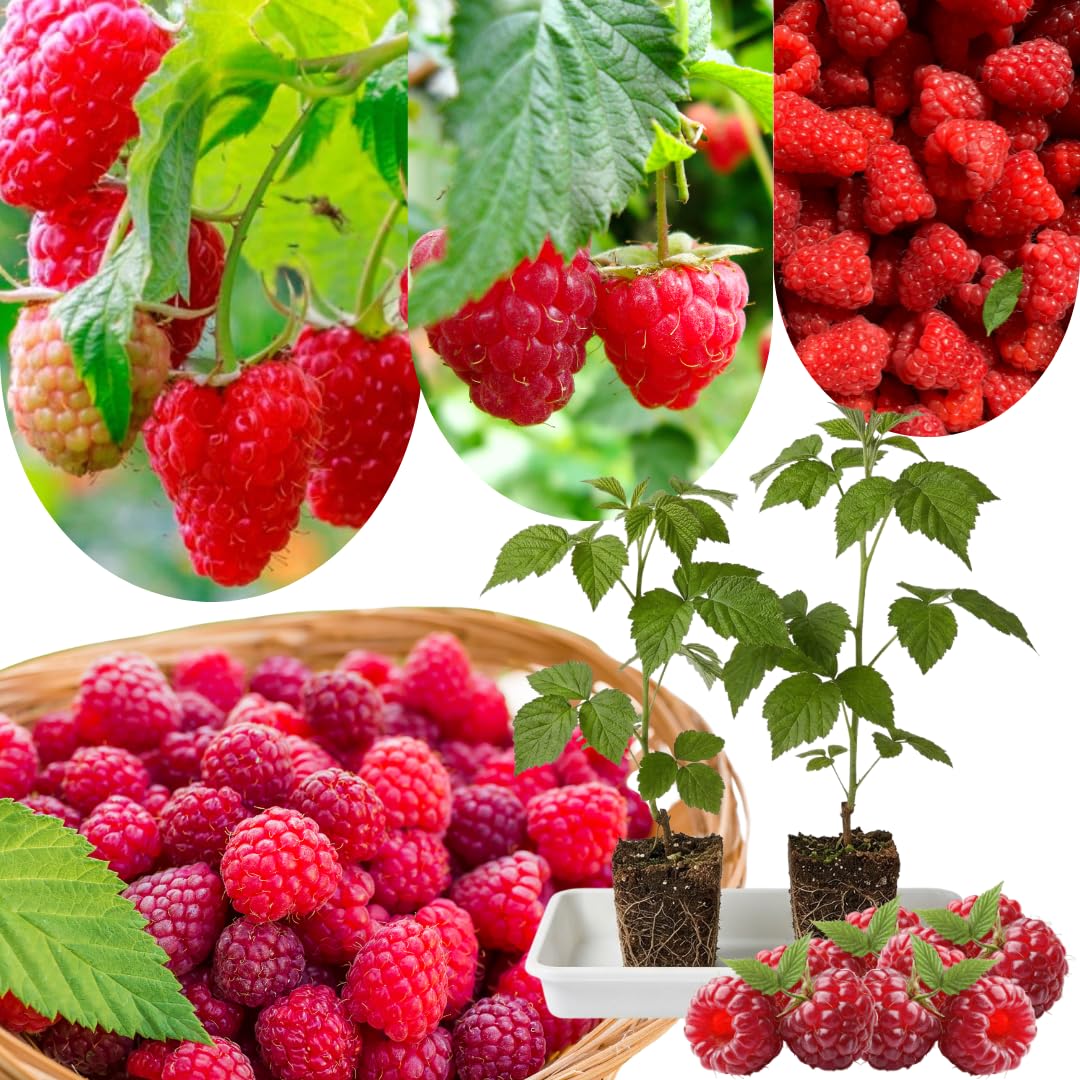 2 Raspberry Plants Live, Red Caroline Raspberry Bush for Planting, 4-7" in Tall, Spring Raspberries Cold Hardy