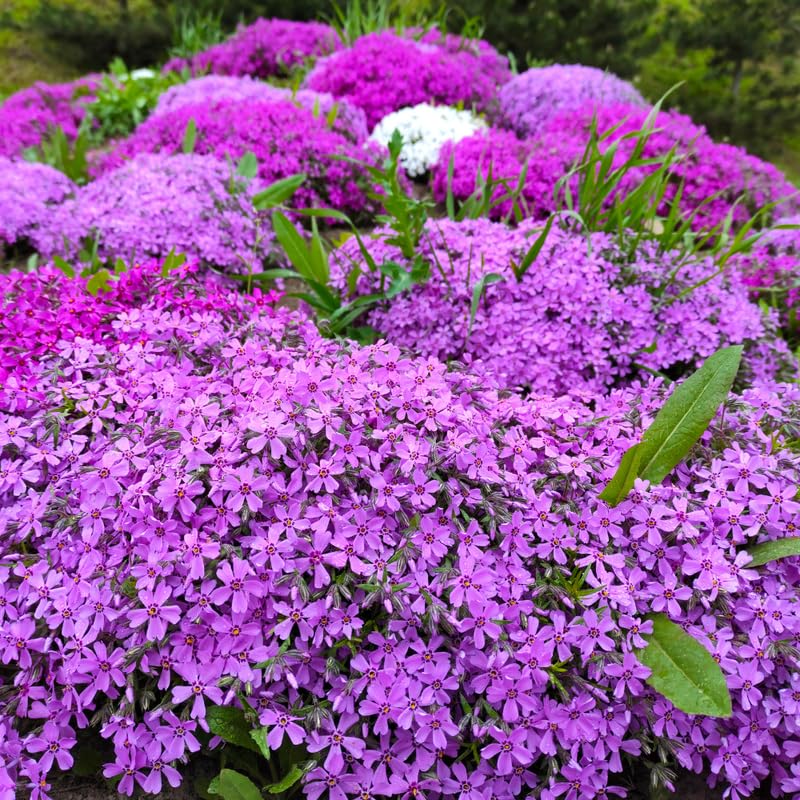 YOKEBOM Set 2 Mixed Creeping Phlox Plants, Hardy Perennial Phlox Flowers, Vibrant Ground Cover for Garden and Landscape, Ready to Grow Plugs 3-5 Inches