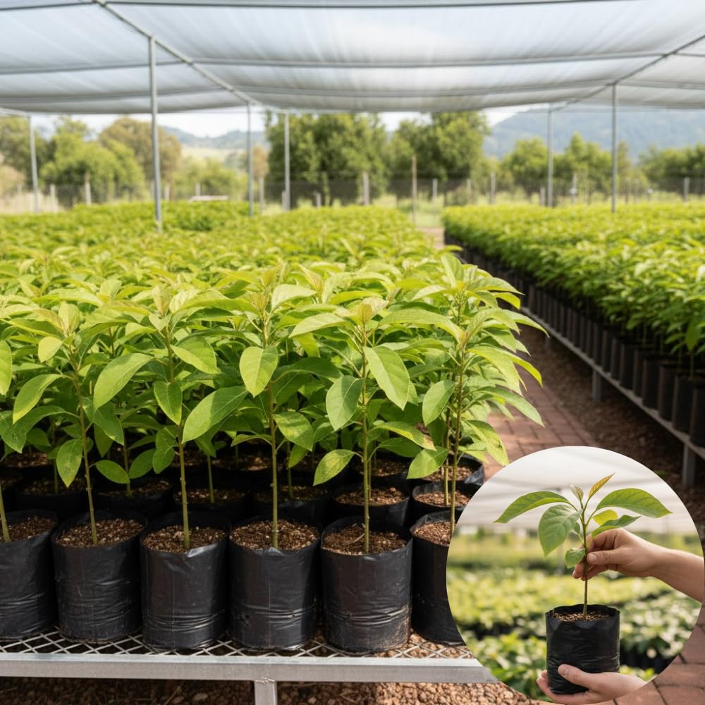 HASS Avocado Tree Live Plant, Avocado Plants Live in 3 Gallon Pot, Zones 9-11, Cold Hardy Fruit Tree for Outdoor Growing