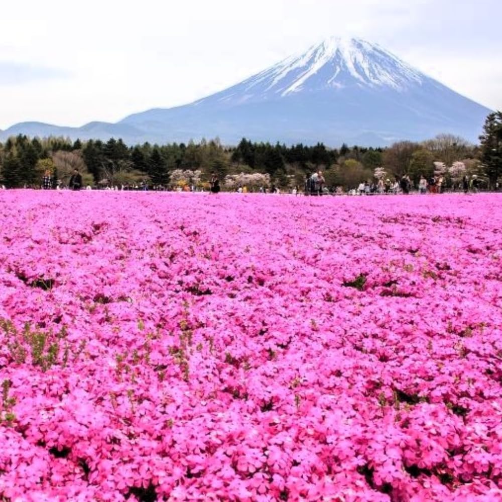 3 Pink Creeping Phlox Plants Live Perennials, 4-6" Tall, Climbing Creeping Phlox Live Plant, Phlox Flowers Vine