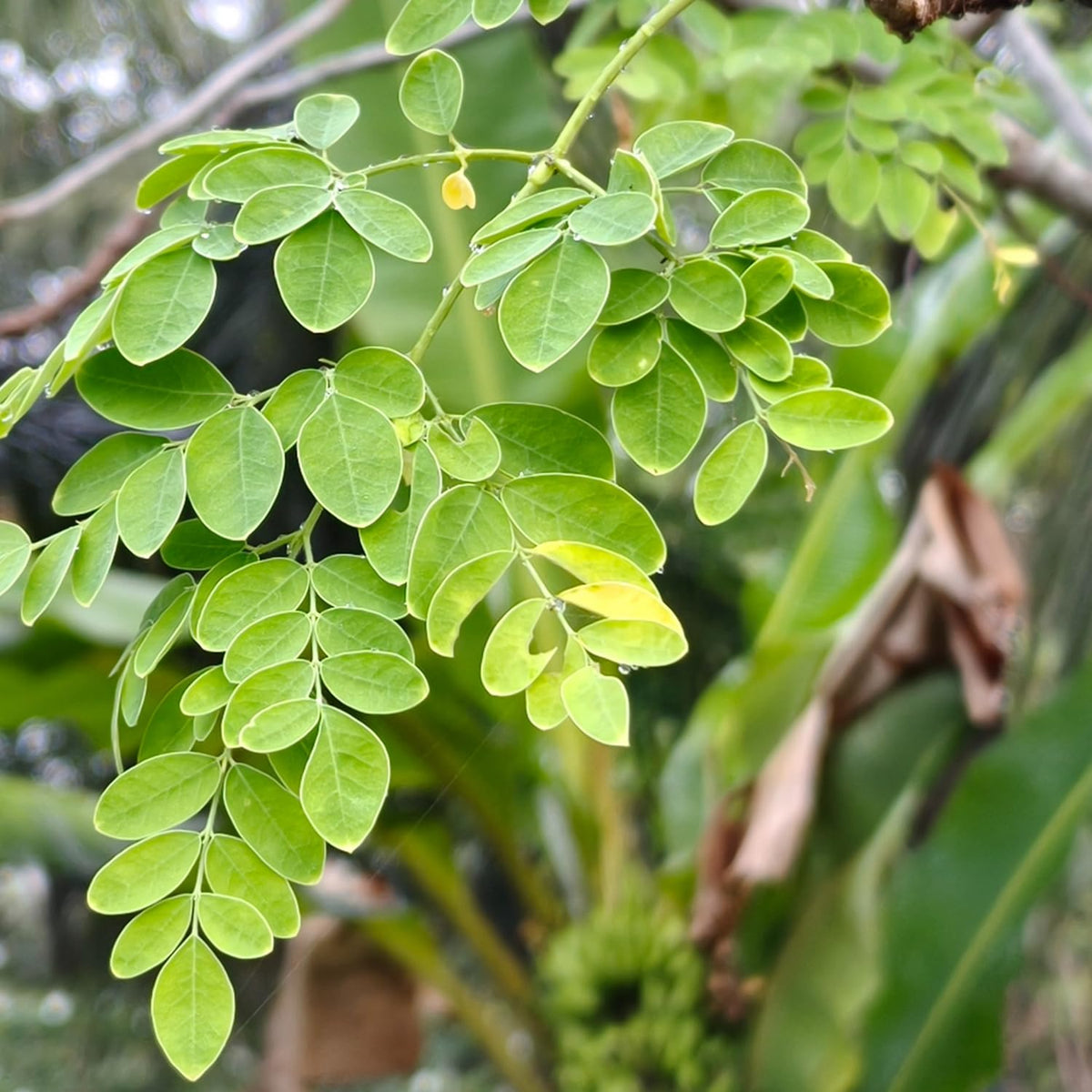 Moringa Tree Plant in Gallon Pot, Moringa Oleifera Drumstick Tree, 1-2 Feet Heights, Hardy Perennial Herb for Planting, No Ship to CA