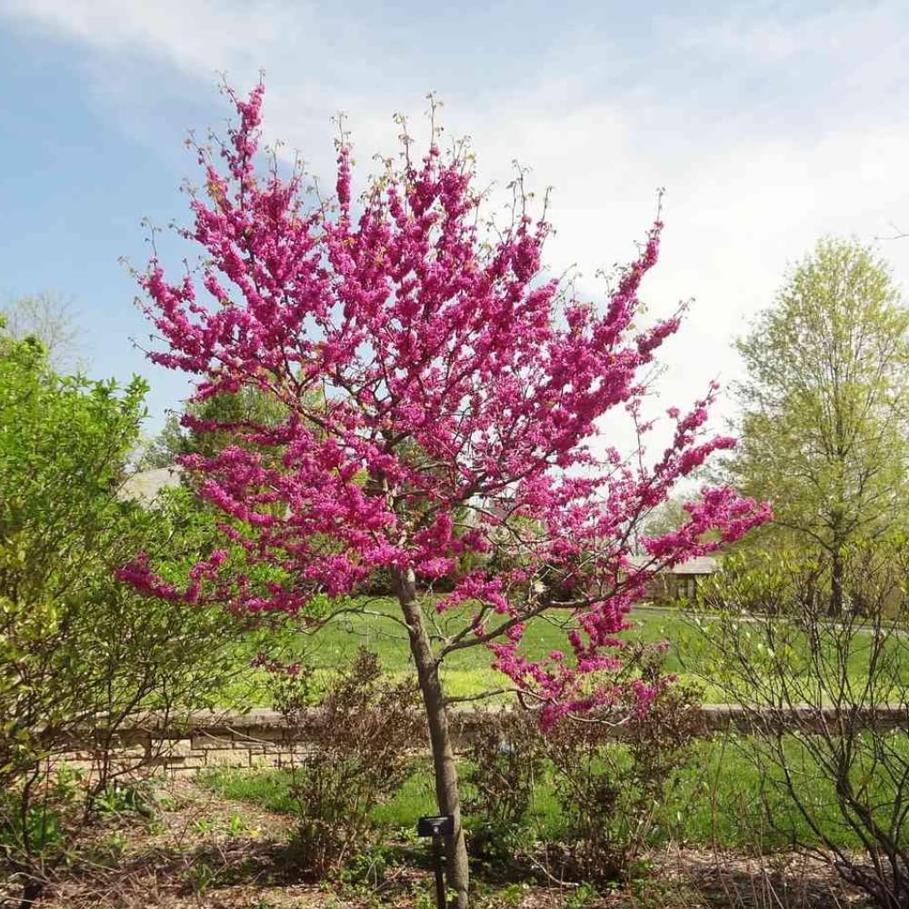 Eastern Redbud Tree Live Plant in Quart Pot, Ornamental Redbud Seedling, Pink Flowering Tree for Gardening, Winter Dormant