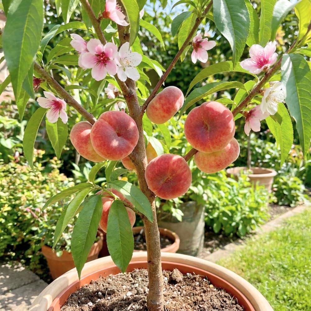 Donut Peach Tree Live Plant, 2 to 3' Tall in 5 Gallon Pot, Peach Fruit Tree, Sweet Fruit for Outdoor Planting, No Ship to CA