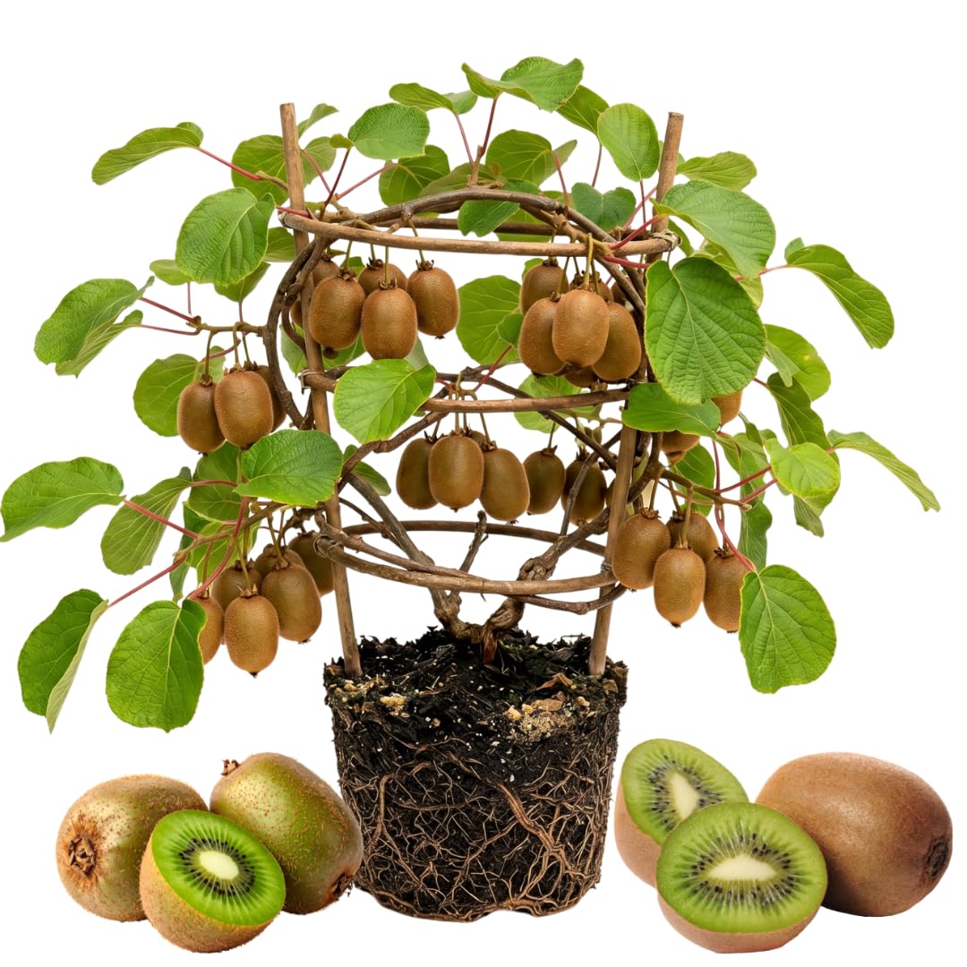 Hardy Kiwi Live Plant, Trellis Fruit Vine Plant, 4-8 Inch Tall