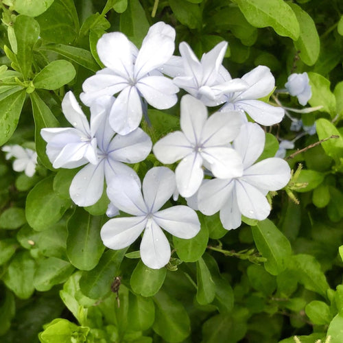 2 White Plumbago Live Plants, 4-8'' Tall White Plumbago Plant Vine Shrub for Planting, Vibrant Flowering Starter Plant for Garden or Containers, Well Rooted to Grow