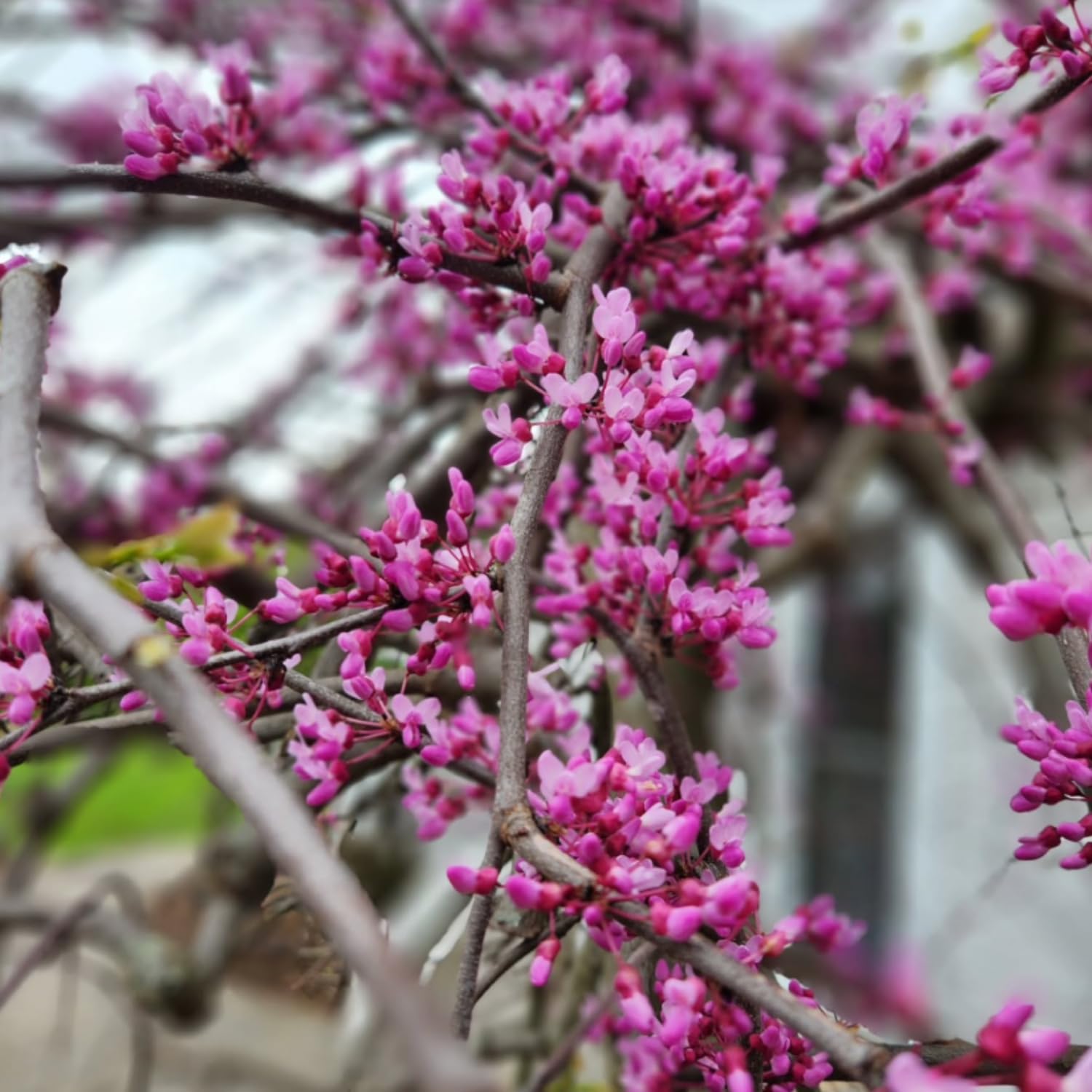 Eastern Redbud Tree Plant Live, Pink Purple Redbud Plant 1-2 Feet Tall, Hardy Ornamental Flowering Tree for Outdoor Landscape