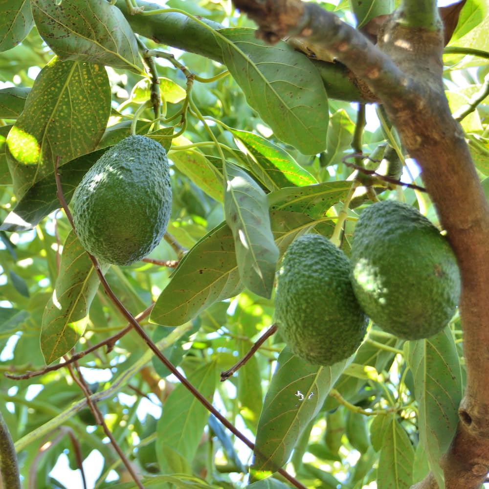 HASS Avocado Live Plant, Avocado Plant, Fruit Tree, Well Roots, 1-2 Feet Tall in 3 Gallon Pot for Planting