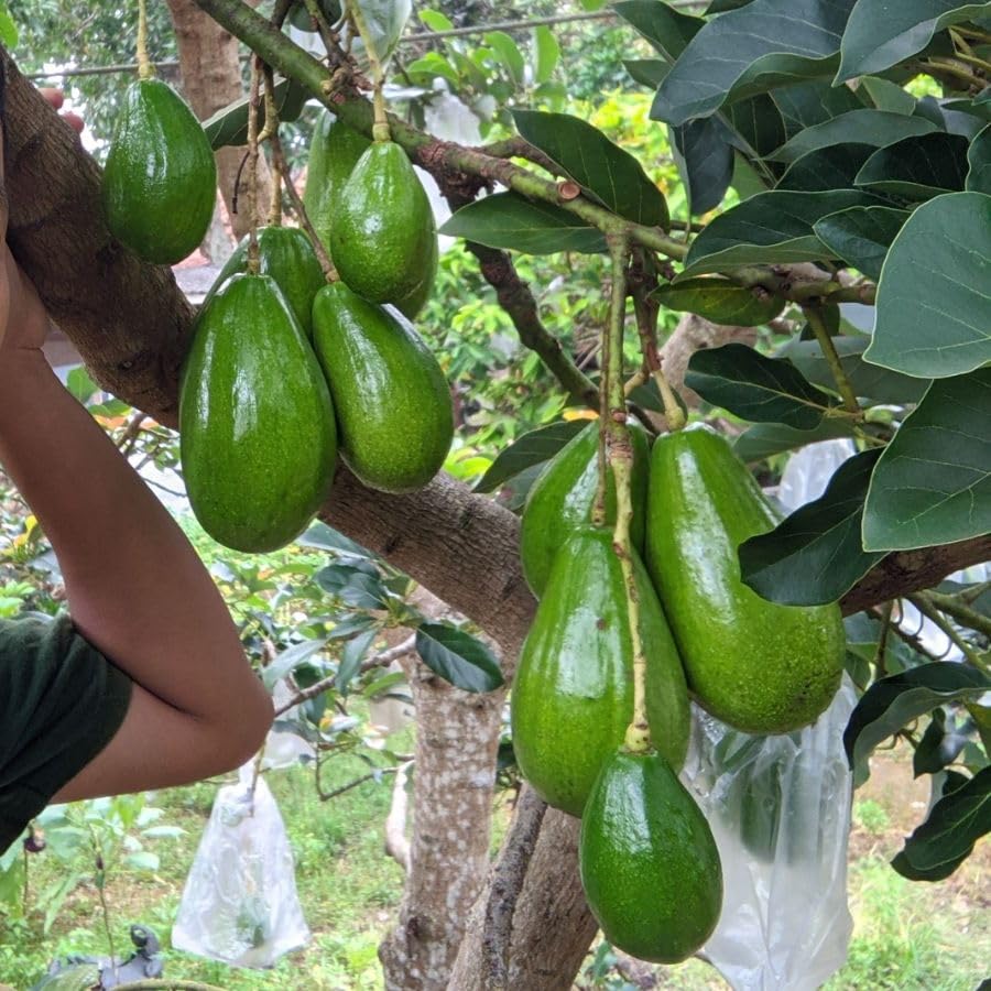Grafted Avocado Fruit Plant 1.5-2.5 Feet Tall, Live Avocado Plant, Fruit Tree for Planting in Your Garden