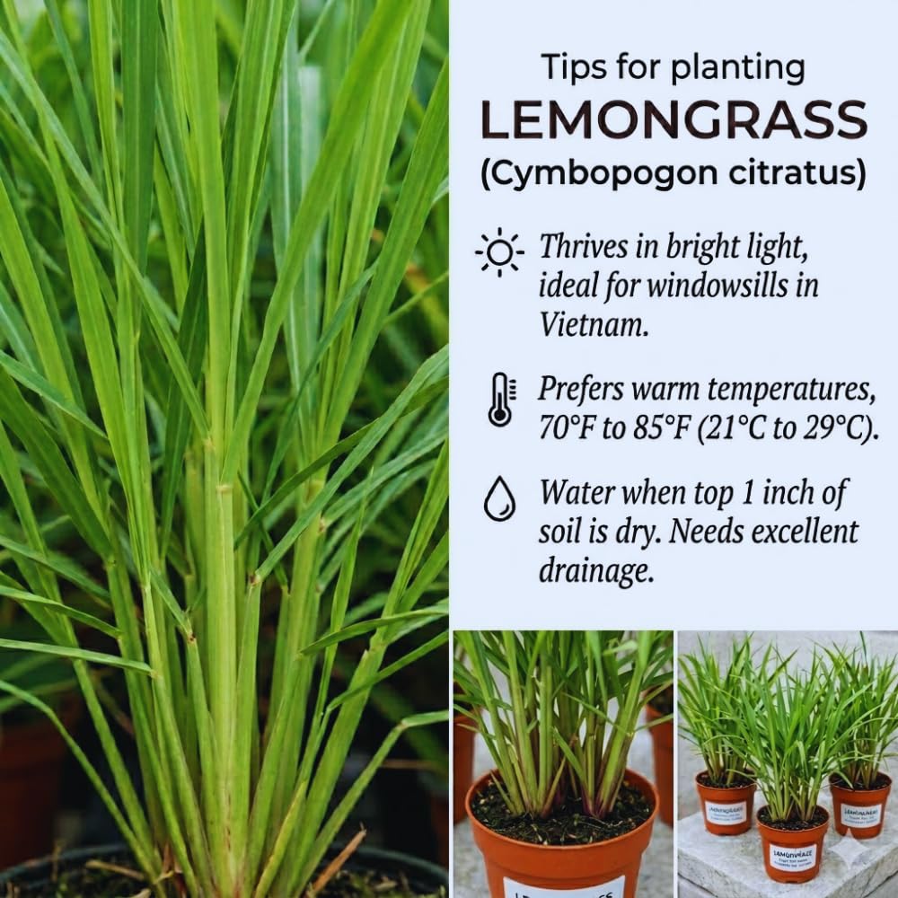 5 Lemon Grass Live Plants, Lemongrass Plant, 5-8'' in Height, Fragrant Herb Plants Gardening Outdoor, No Ship to CA