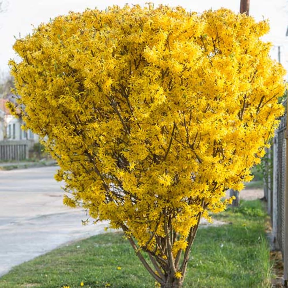 Lynwood Forsythia Plant Live in 4'' Pot, Yellow Forsythia Bushes Live Plants, Container and Garden Planting, Dormant in Winter