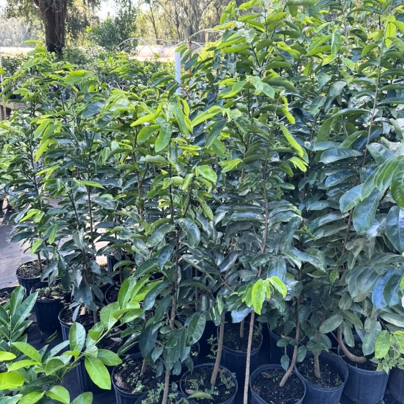 Guanabana Soursop Tree Live, Sweet Giant Soursop Fruit Tree, 3 Feet Tall, in 3 Gallon Nursery Pot for Planting Outdoor