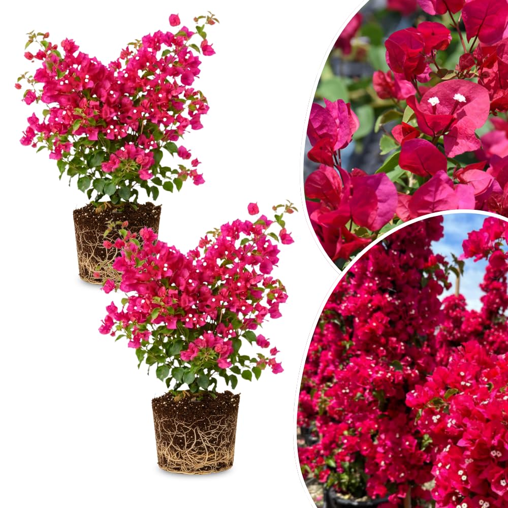 2 Bougainvillea Plants Live, Bougainvillea Flower Vine Plant, Indoor Outdoor Garden 4-7 Inches (Bright Pink)