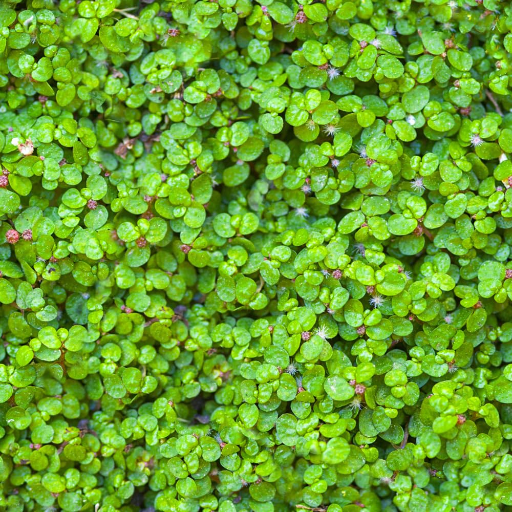 Live Dwarf Baby Tears Freshwater Aquarium Plant, 1 Portion Plant