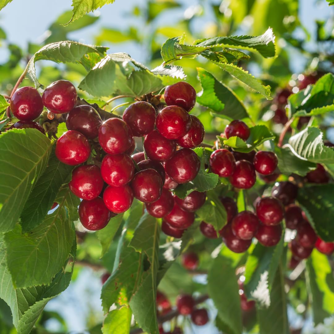 Cherry Tree Live Plant, Sweet Cherry Fruit Tree, Cold Hardy Outdoor Garden Tree, 3–4 Feet Tall in 3 Gallon Pot, Ready to Grow, No Ship to CA (Red Cherry)