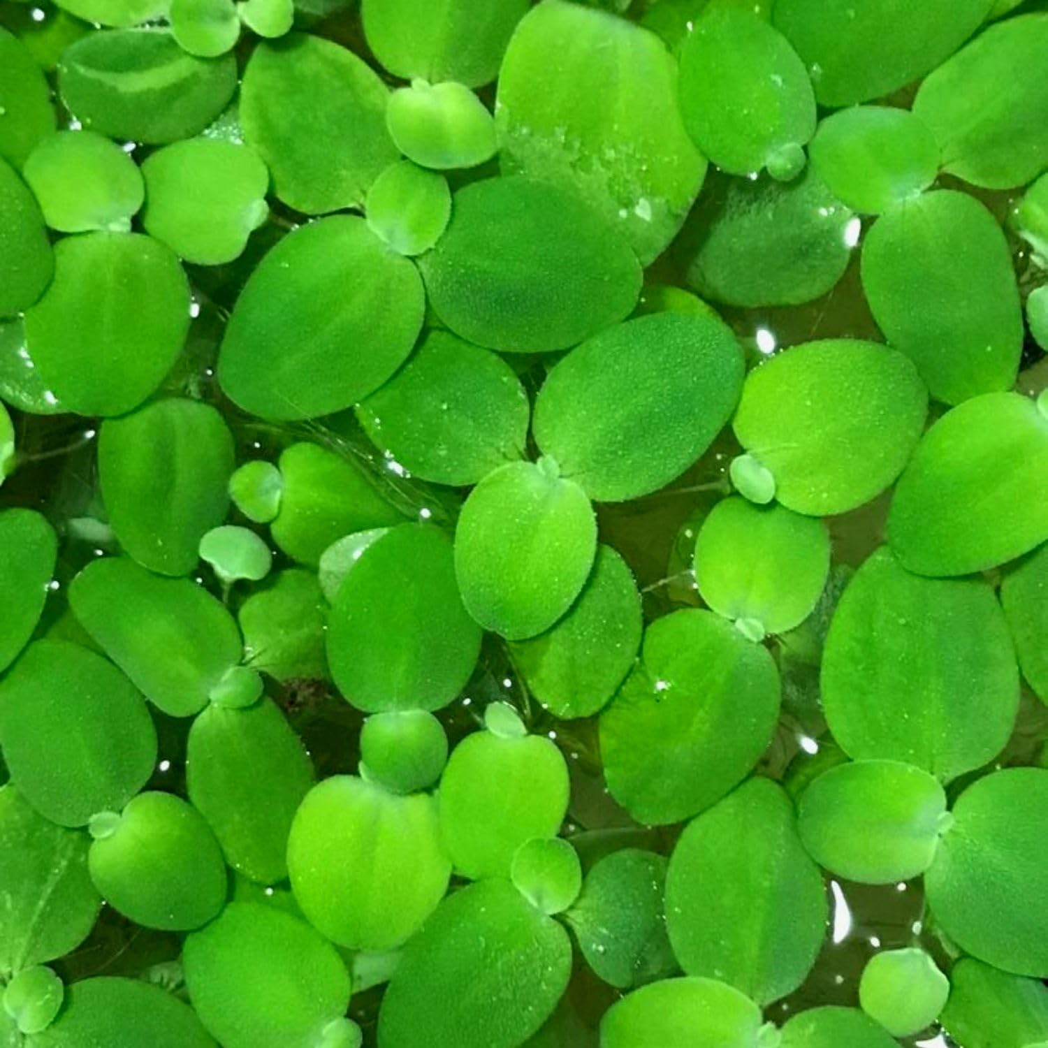Duckweed Live Plants for Aquarium, 6000 Plants, Aquarium Plants Live, Aquatic Plant Live for Planting Pond, Duckweed Plants