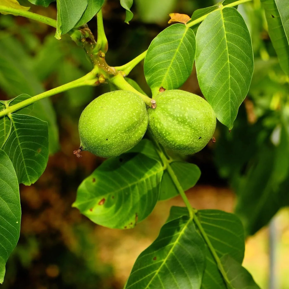 English Walnut Trees Live Plants, 2-3Ft Cold Hardy, Dormant, 1 Year Old Walnut Butternut Like, Walnuts Trees for Spring Planting