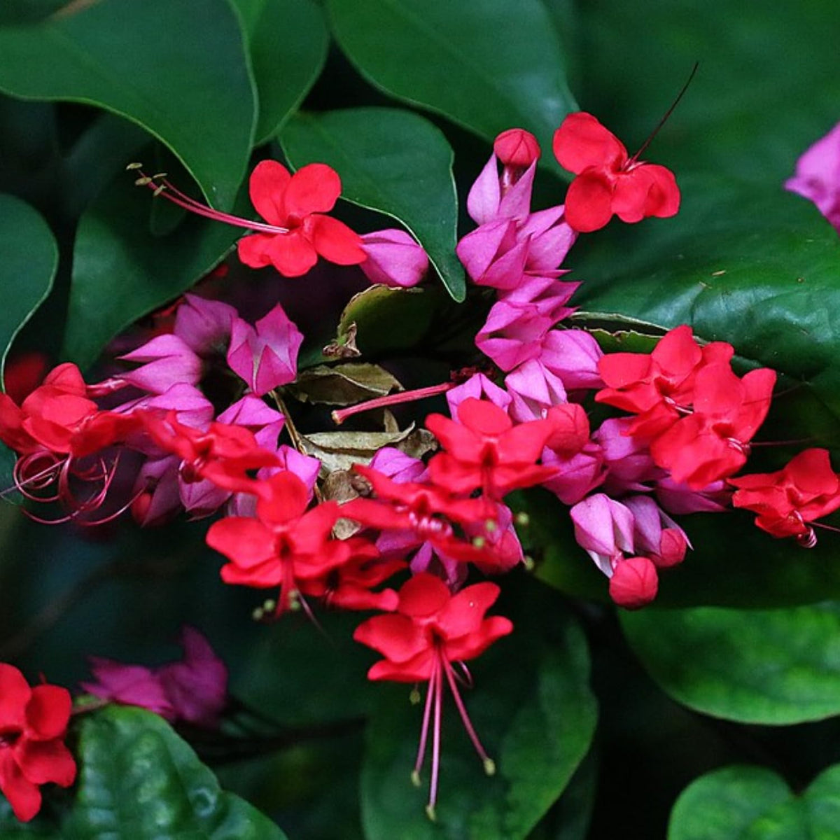4 Red Bleeding Heart Vines Plants Live, Starter Size 4-6" in Tall, Indoor Outdoor Growing Clerodendrum Fragrant Tree