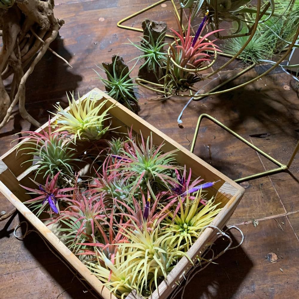 20 Tillandsia Air Plants, Live Succulents Indoor Plants, Assorted Airplants Variety for Decoration, Terrariums, and Office