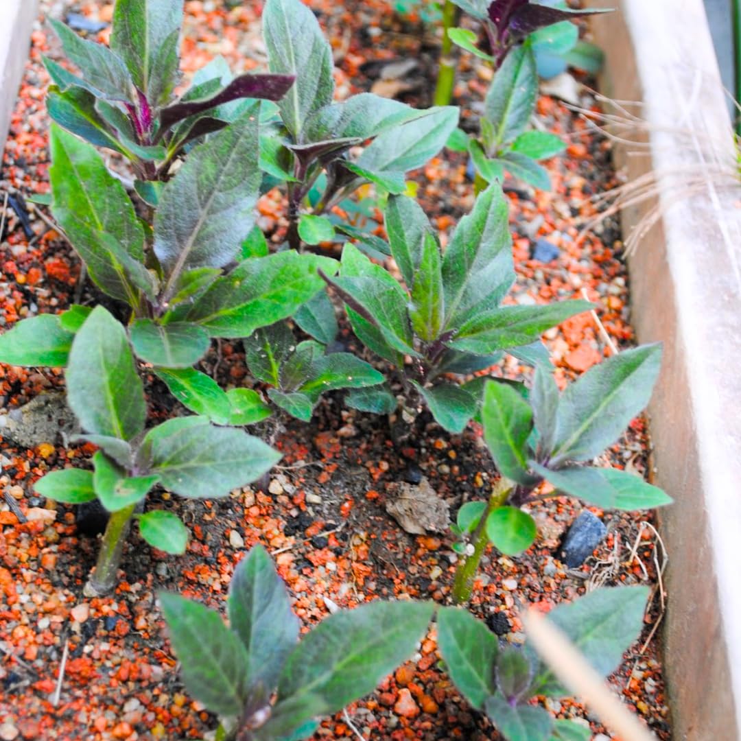 Sets 4 Spinach Okinawa Live Plants Starter, 4-6 Inc Tall Starter, High Yield, Easy to Grow