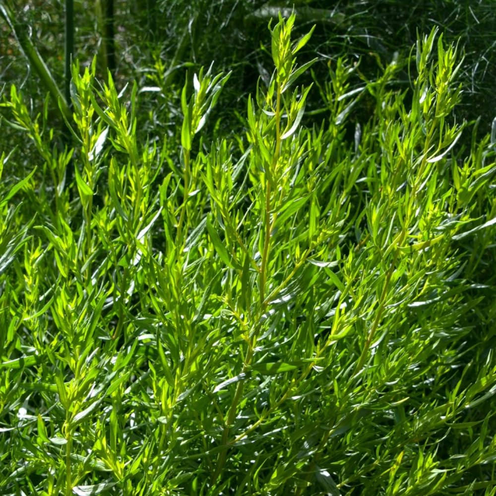 2 Tarragon Plants Live, French Tarragon Herb Plant Well Rooted 4-6 Inch, Outdoor Gardening