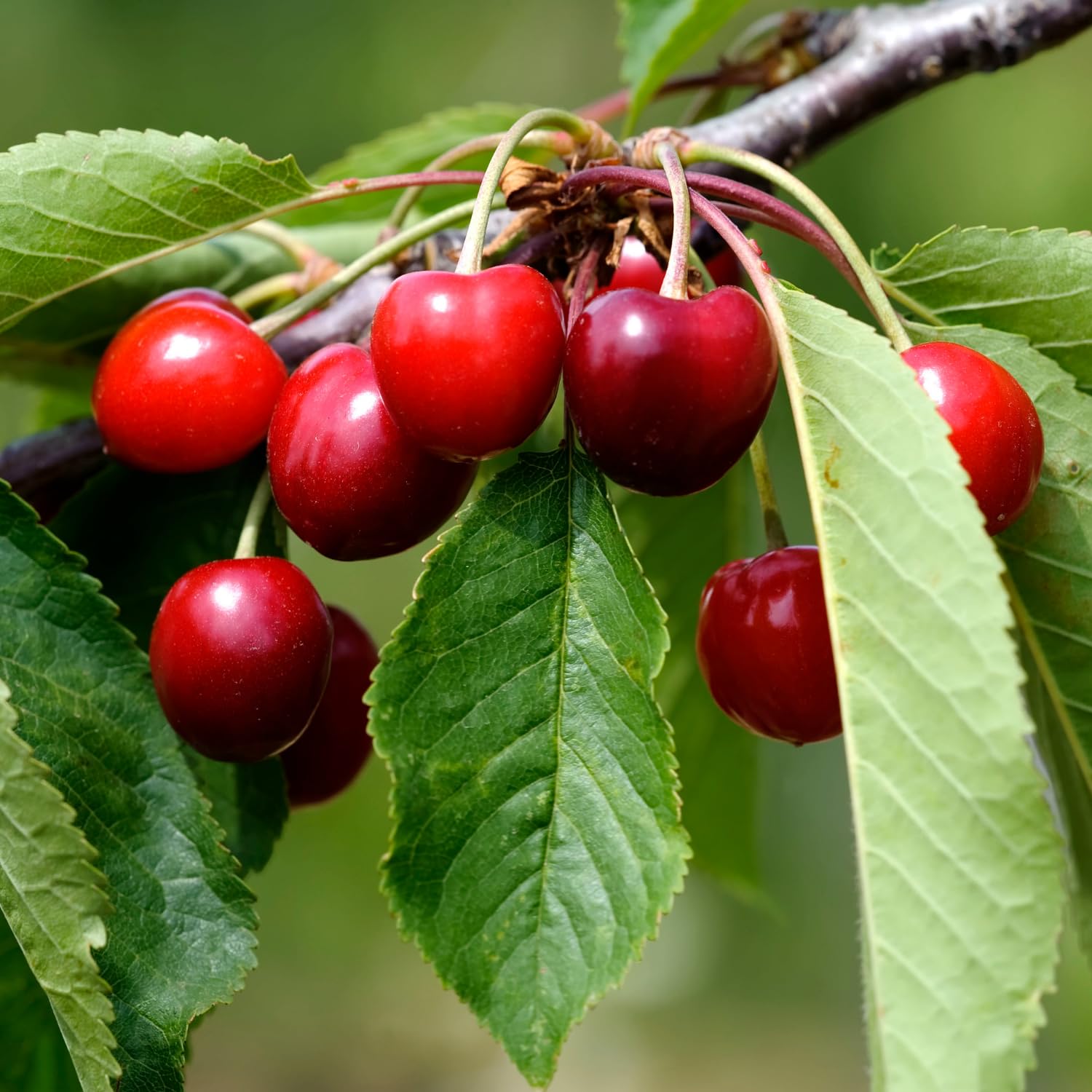 Cherry Tree Live Plant 3–4 Feet Tall in 3 Gallon Pot, Sweet Cherries Fruit Tree for Outdoor Growing, Cold Hardy Garden Tree, Ready to Plant, No CA (Bright Red Cherry)