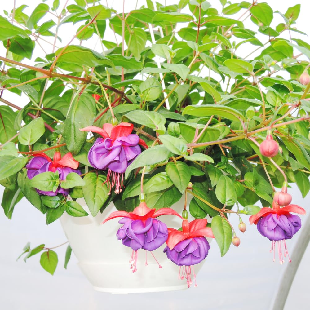 Red Purple Fuchsia Plant Live, Fuchsia Flower Plant, Indoor Outdoor Garden Planting, 2-4 Inches Tall