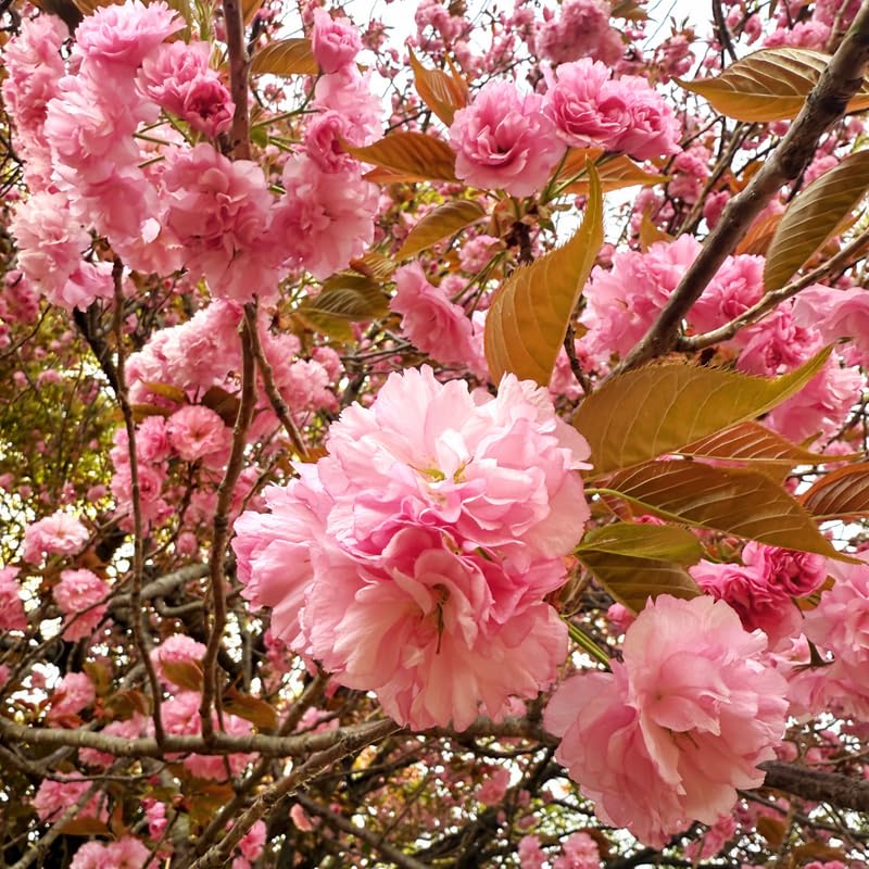 Cherry Blossom Tree, Double Pink Cherry Tree Live Plant, 6-12 Inch Tall in 2.5 Inch Pot, Dormant in Winter