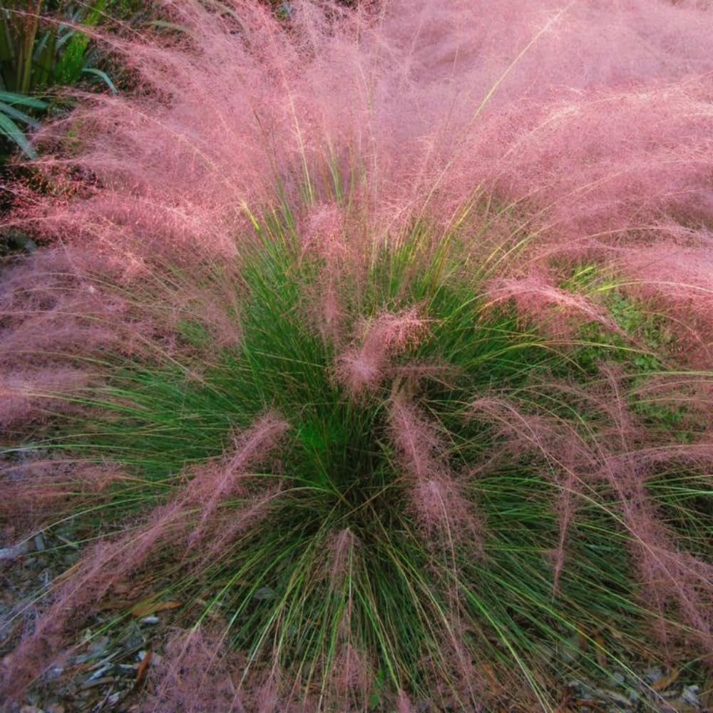 3 Pink Muhly Grass Plants Live, Ornamental Grass Live Plant for Growing, 5 to 7 Inches Tall Live Plant, Easy to Plant
