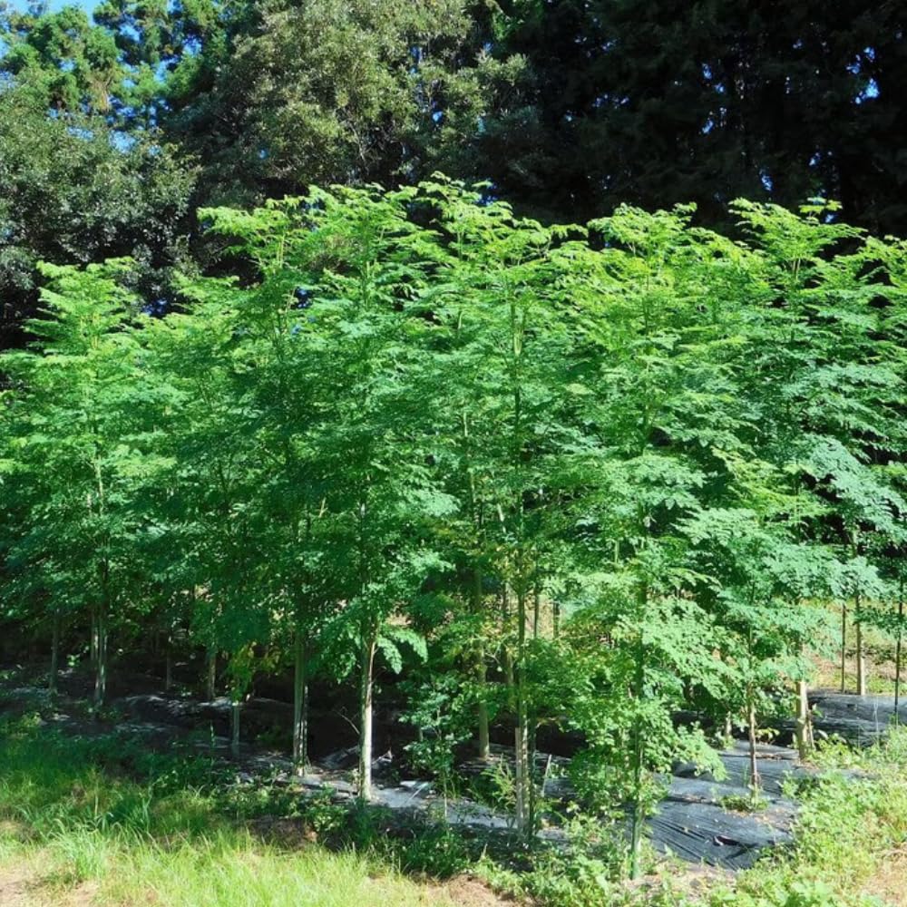 Moringa Plant Tree in 1 Gal Pot, Live Moringa Trees Plants, 2 Ft Tall, Moringa Oleifera Drumstick Tree for Outdoor Indoor Planting, Well-Rooted, No CA