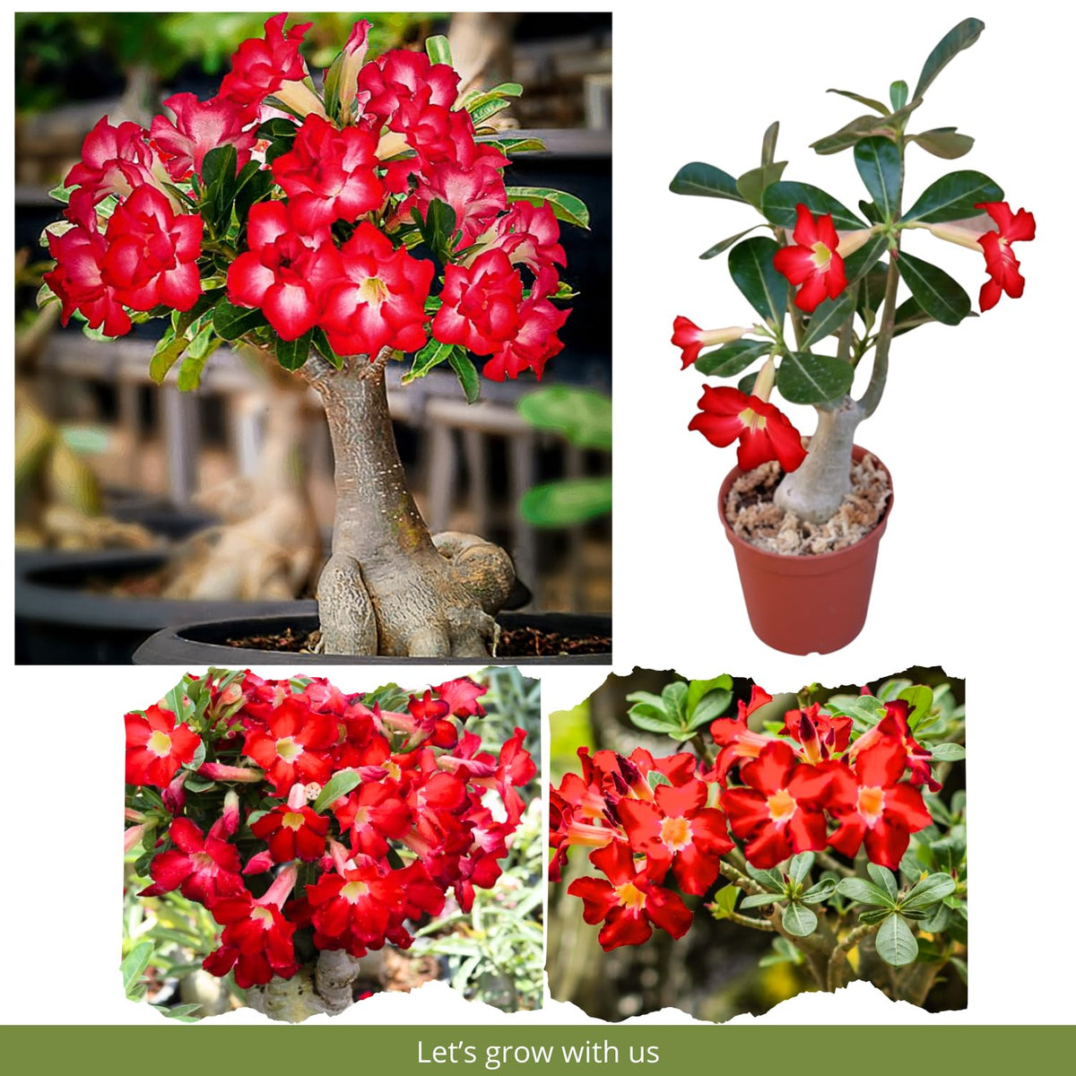 Pack 2 Adenium Desert Rose Plants Live, Red Desert Rose Seedlings 4-7” Tall, Succulent Flowering Bush Live