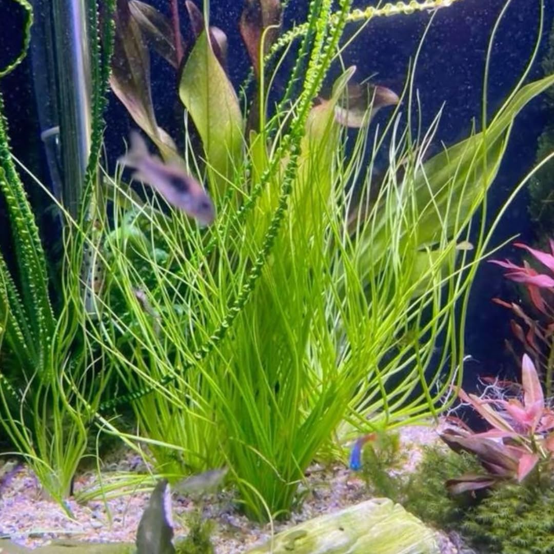 Live Dwarf Hair Grass, Aquatic Plant for Planting