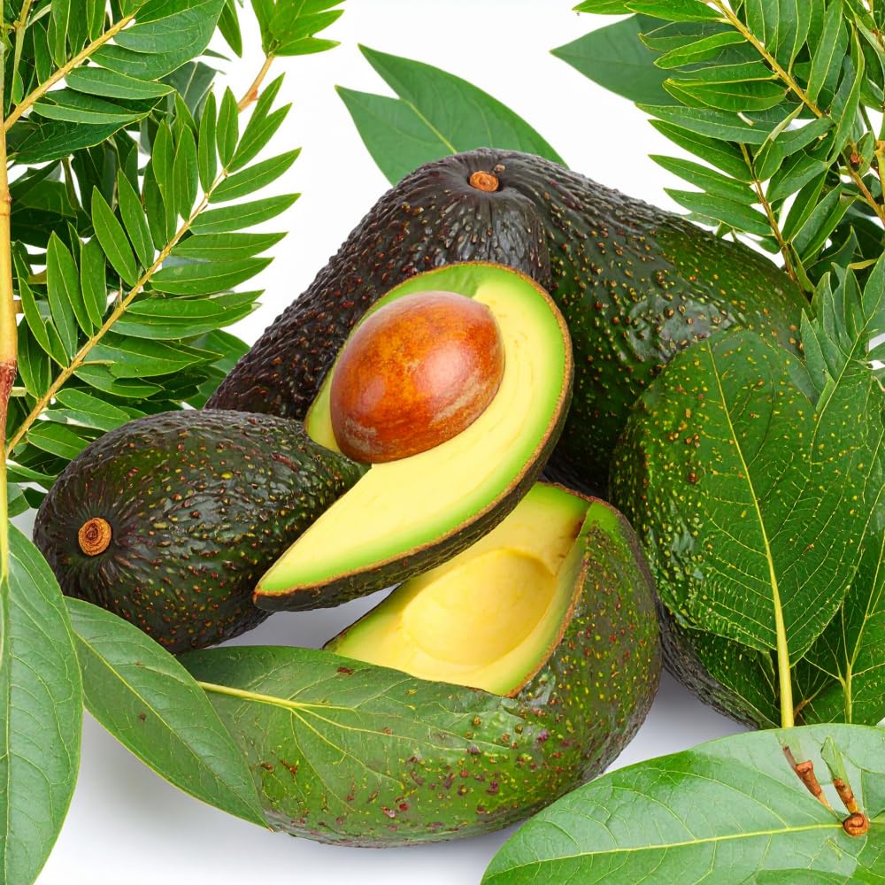 Avocado Tree Live Plant, HASS Avocado Plants Live in 3 Gallon Pot, Cold Hardy Fruit Tree for Outdoor Growing