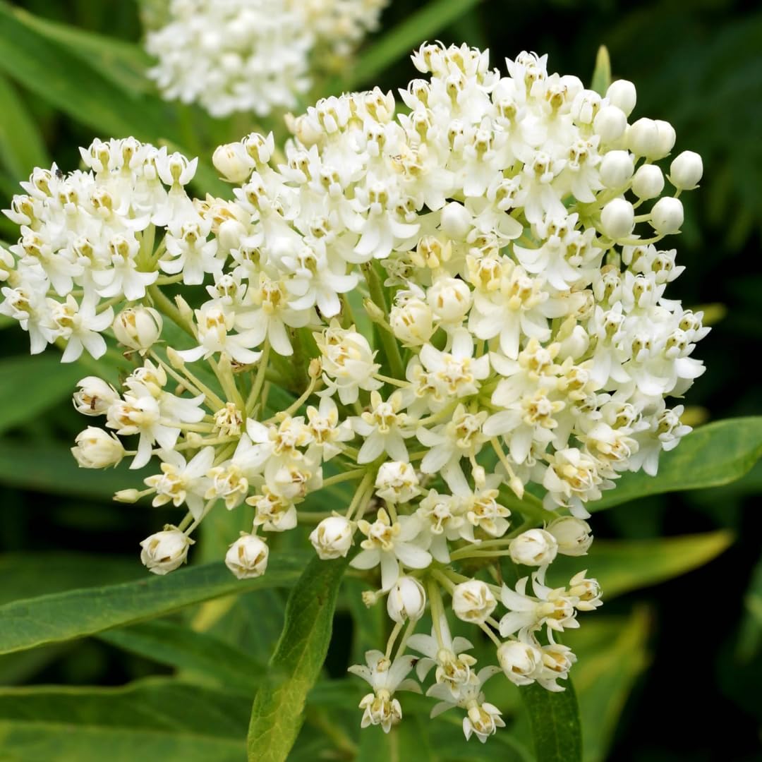 Set of 2 Live Milkweed Plants, Perennial Butterfly Milkweed Plants, Asclepias Tuberosa Plant, 5-8 Inch Tall for Indoor or Outdoor Planting, No Pot (White Milkweed)