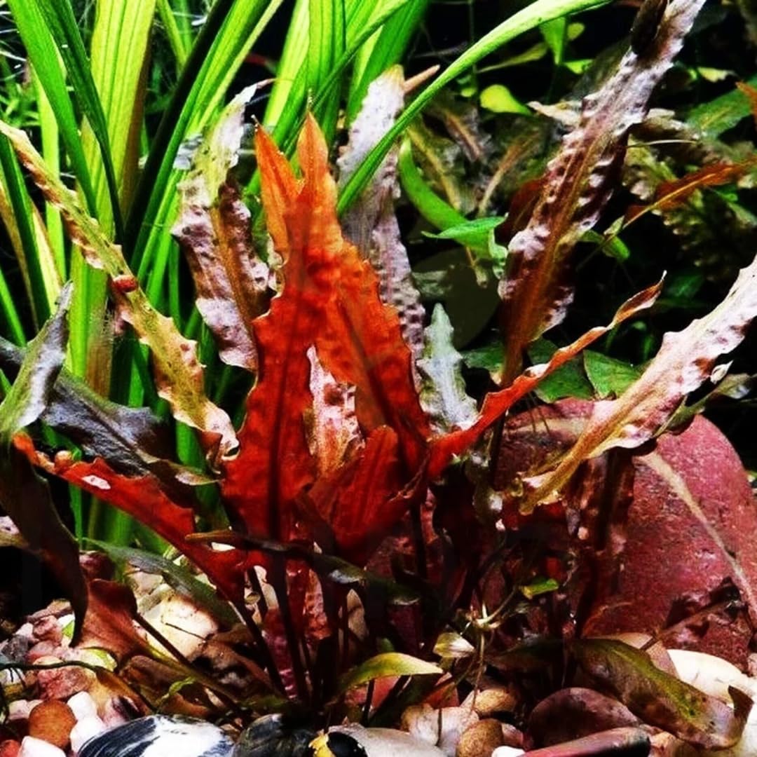 Cryptocoryne Wendtii Red Live Aquarium Pond Aquatic Plant, Live Freshwater Aquarium Plants