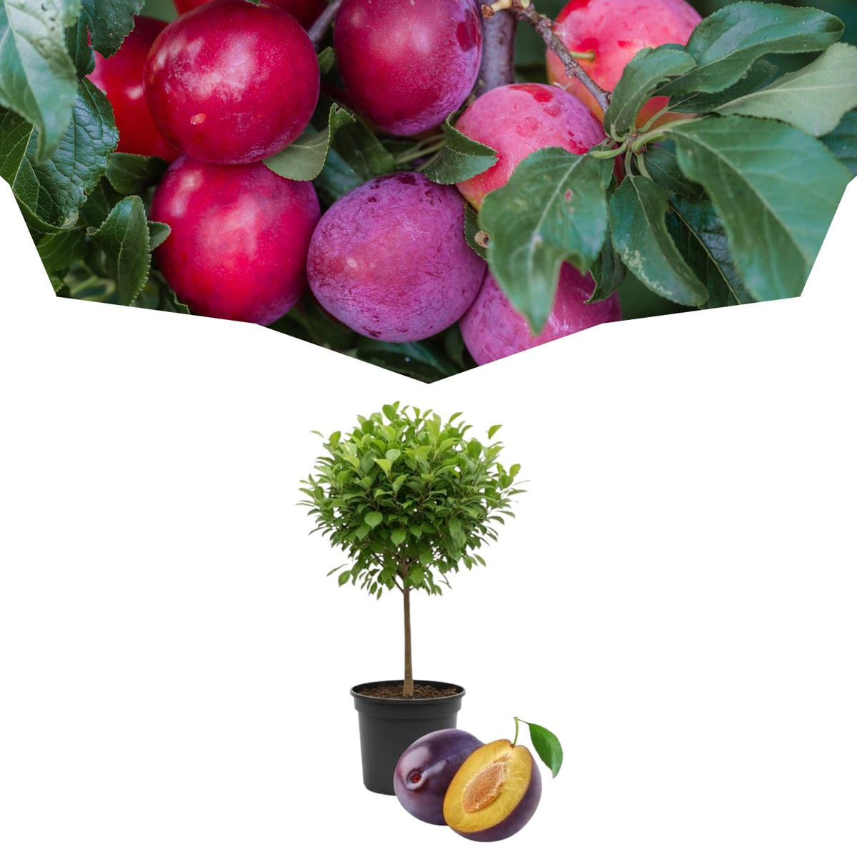 Plum Tree 1-2 Ft Tall, High Yielding Sweet Plum Plant Live, Perennial Fruit Tree for Outdoor Planting, Red Purple Plum Fruits