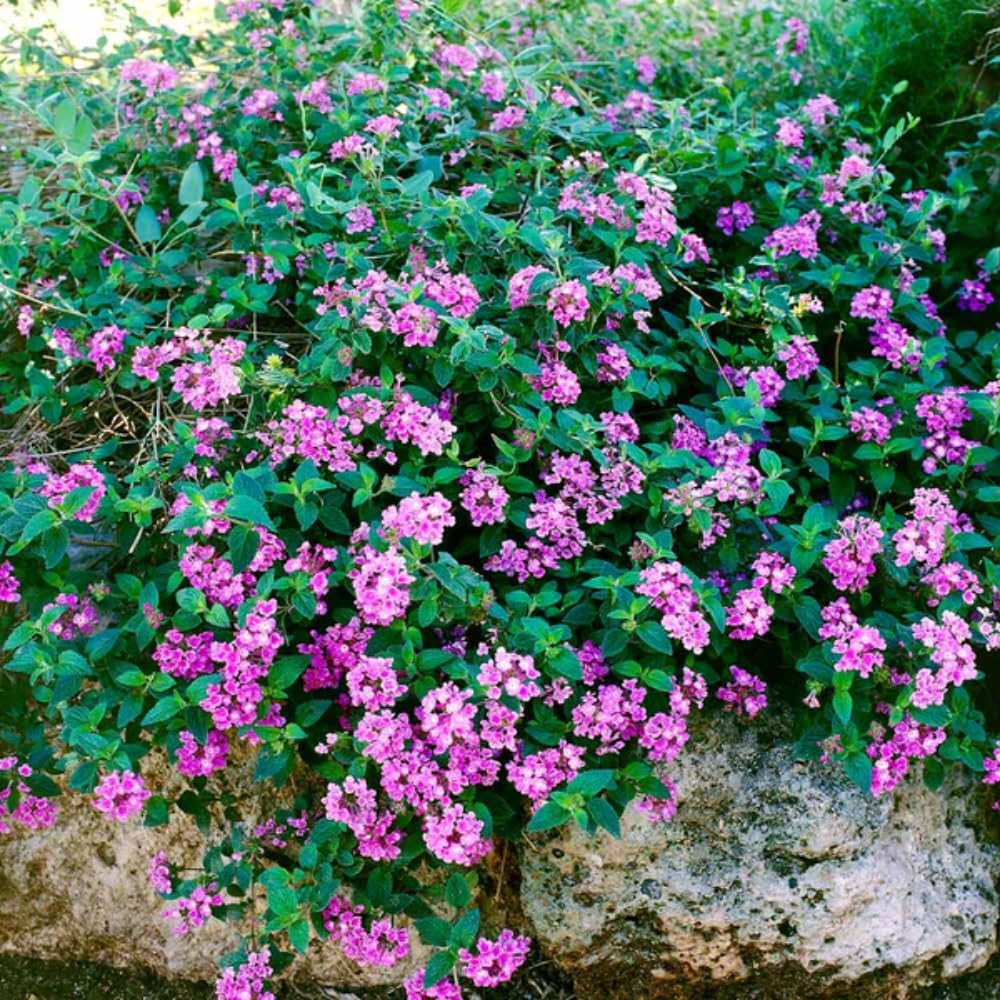 Pack 4 Lantana Plants Live for Planting, Trailing Live Plants 4-9 Inch Tall, Perennial Lantanas Flowers Indoor Outdoor (Lavender Lantana)