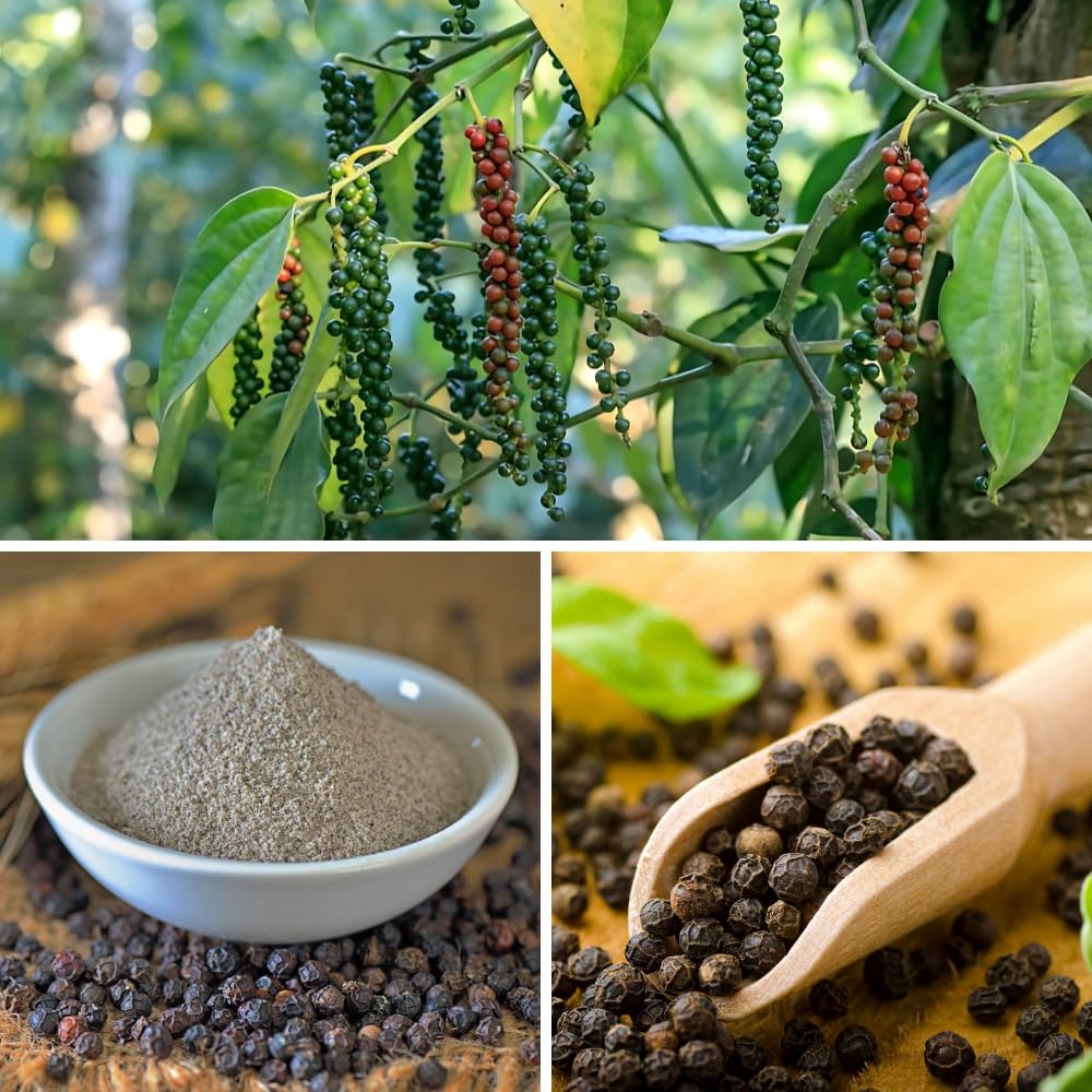 Black Pepper Plant Live, Black Pepper Tree Plant, Piper Nigrum Plants, 4 to 6 Inches Tall, Edible Herb for Indoor Outdoor Garden