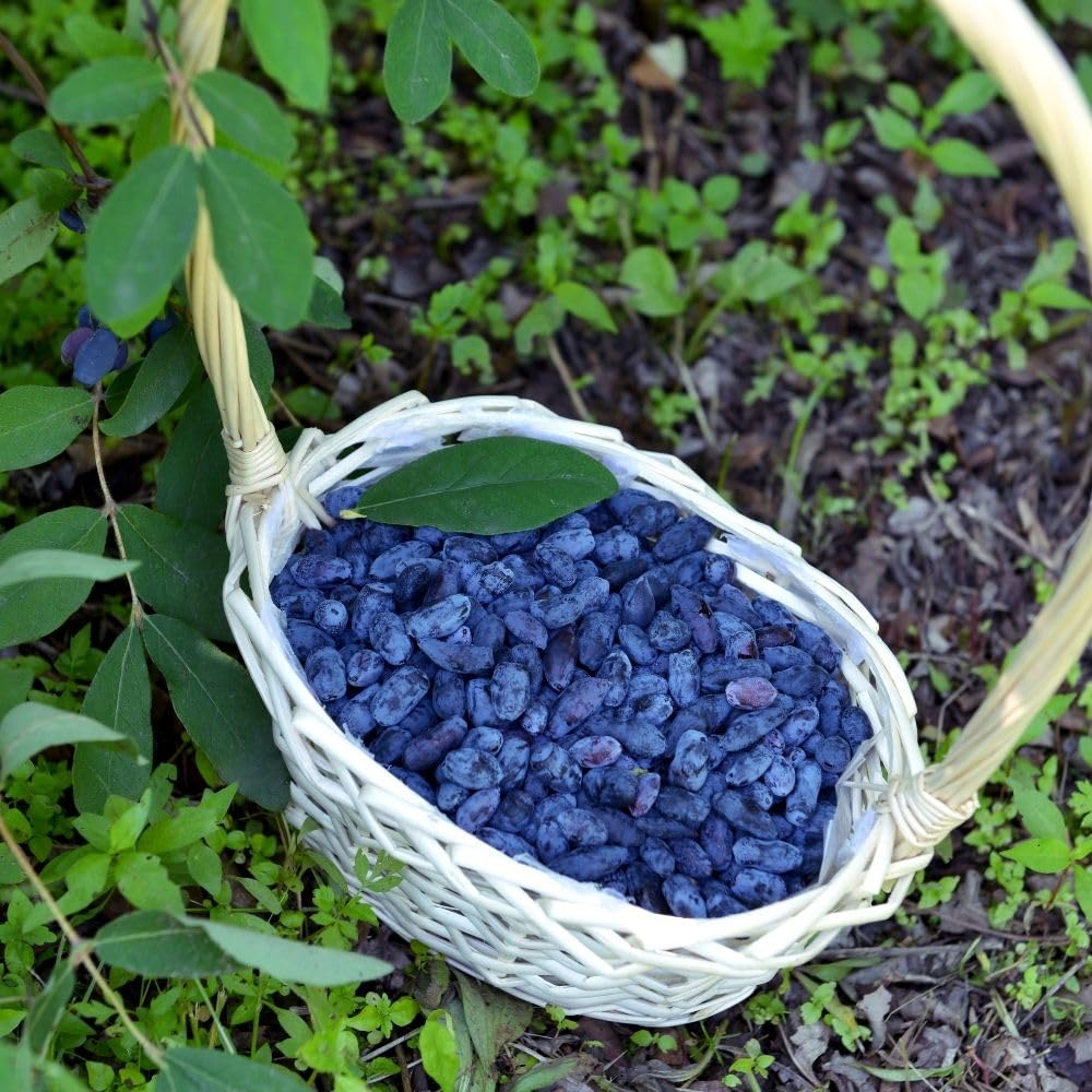Haskap Bush Plant, Blue Honeyberry Plants, 4-8" Tall Starter Plant in Soil