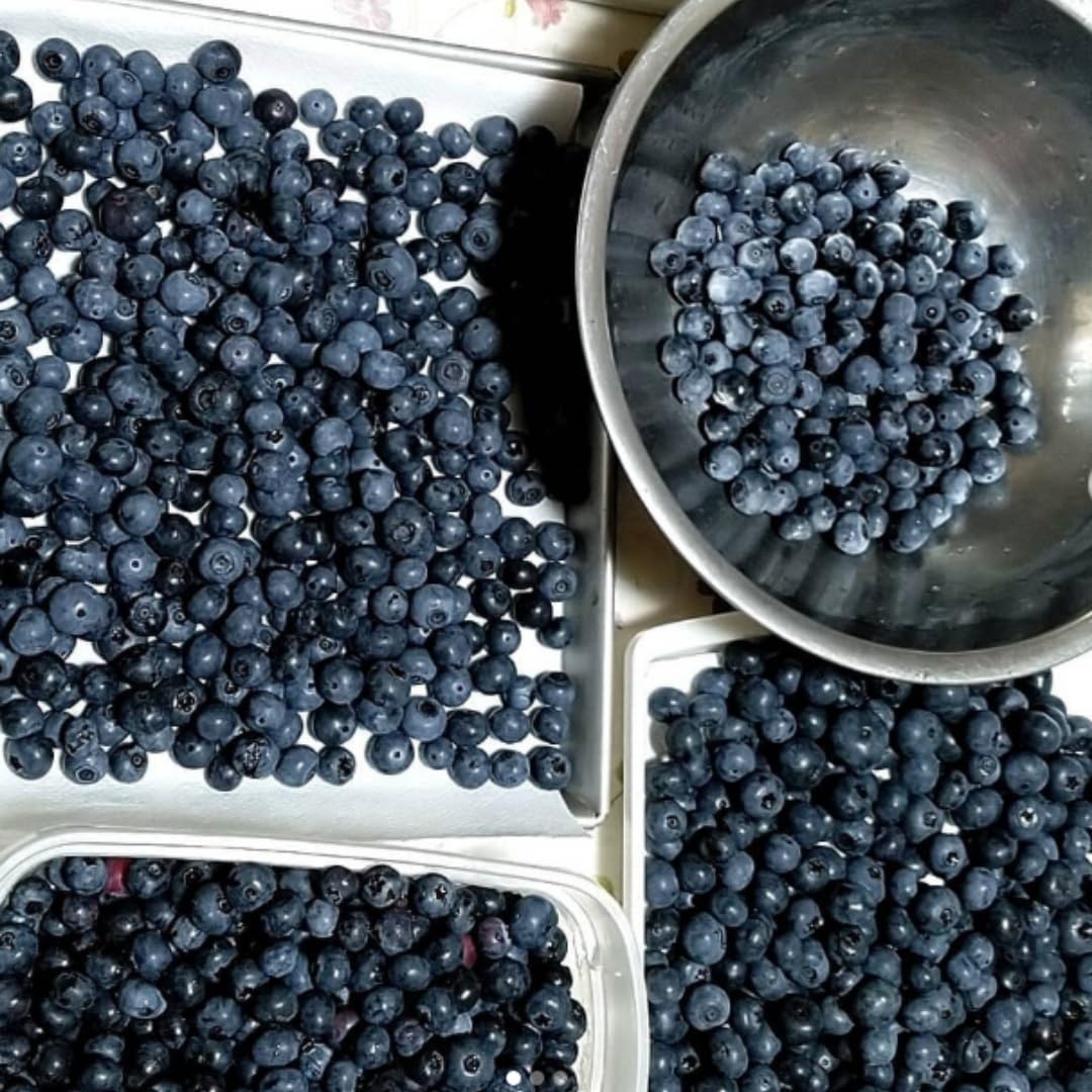3 Years Old Bright Blueberry Bush Tree Live Plant 1-2 Feet Tall in 2 Gallon Pot, Blueberries Plants, High Yielding, Ready to Fruit, No CA