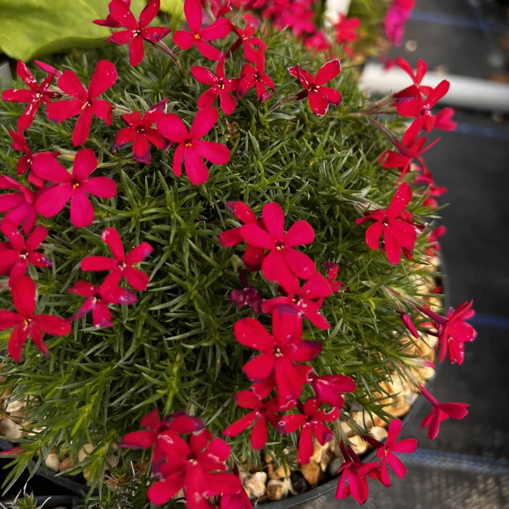 2 Red Creeping Phlox Plants Live Perennials, Creeping Phlox Live Plants, 4-6 Inch Tall, Ornamental Phlox Flowers Seedlings