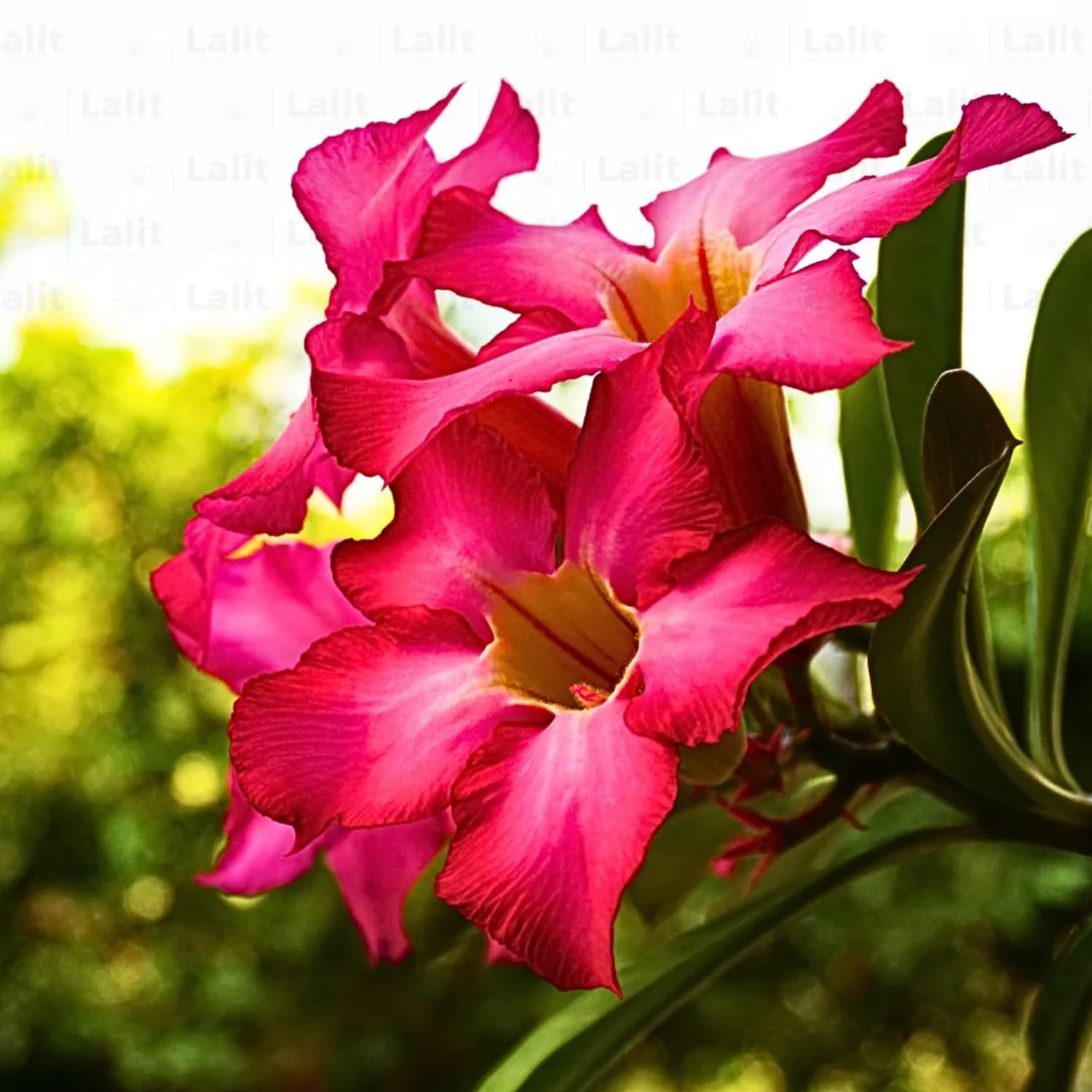 Pink Desert Rose Plant Live, Adenium Desert Rose Bushes Well Rooted, 4-7" Tall, Flowering Succulent Seedling