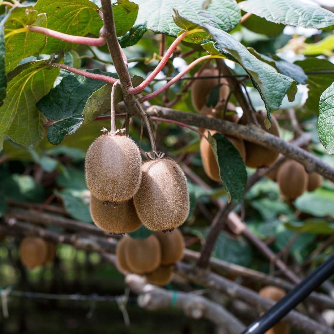 Hardy Kiwi Live Plant, Trellis Fruit Vine Plant, 4-8 Inch Tall
