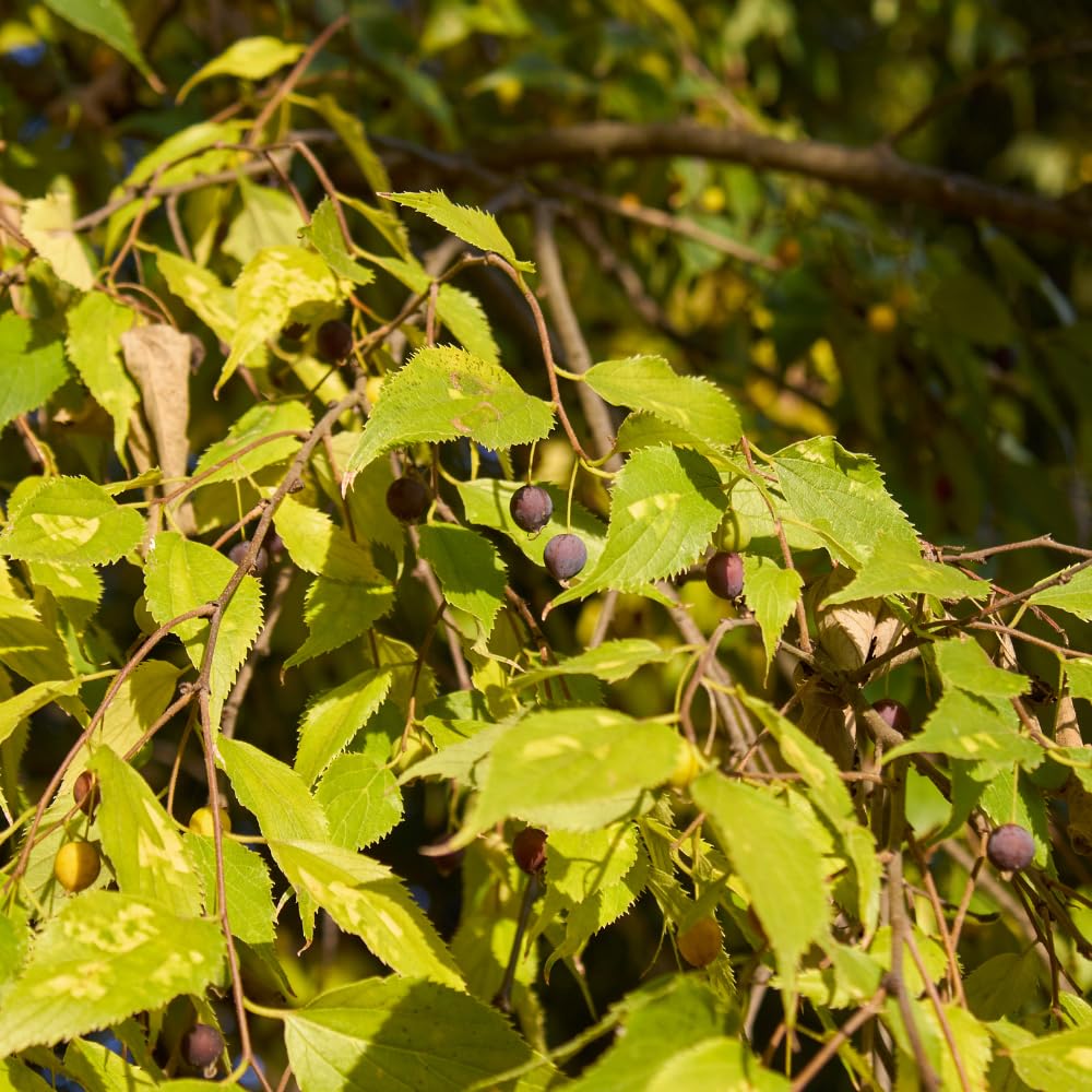Hackberry Trees Live, Well Rooted from 2-3 Inches Tall, Ready for Outdoor Growing, Perennial Fruit Tree, Sweet Hackberry Plant