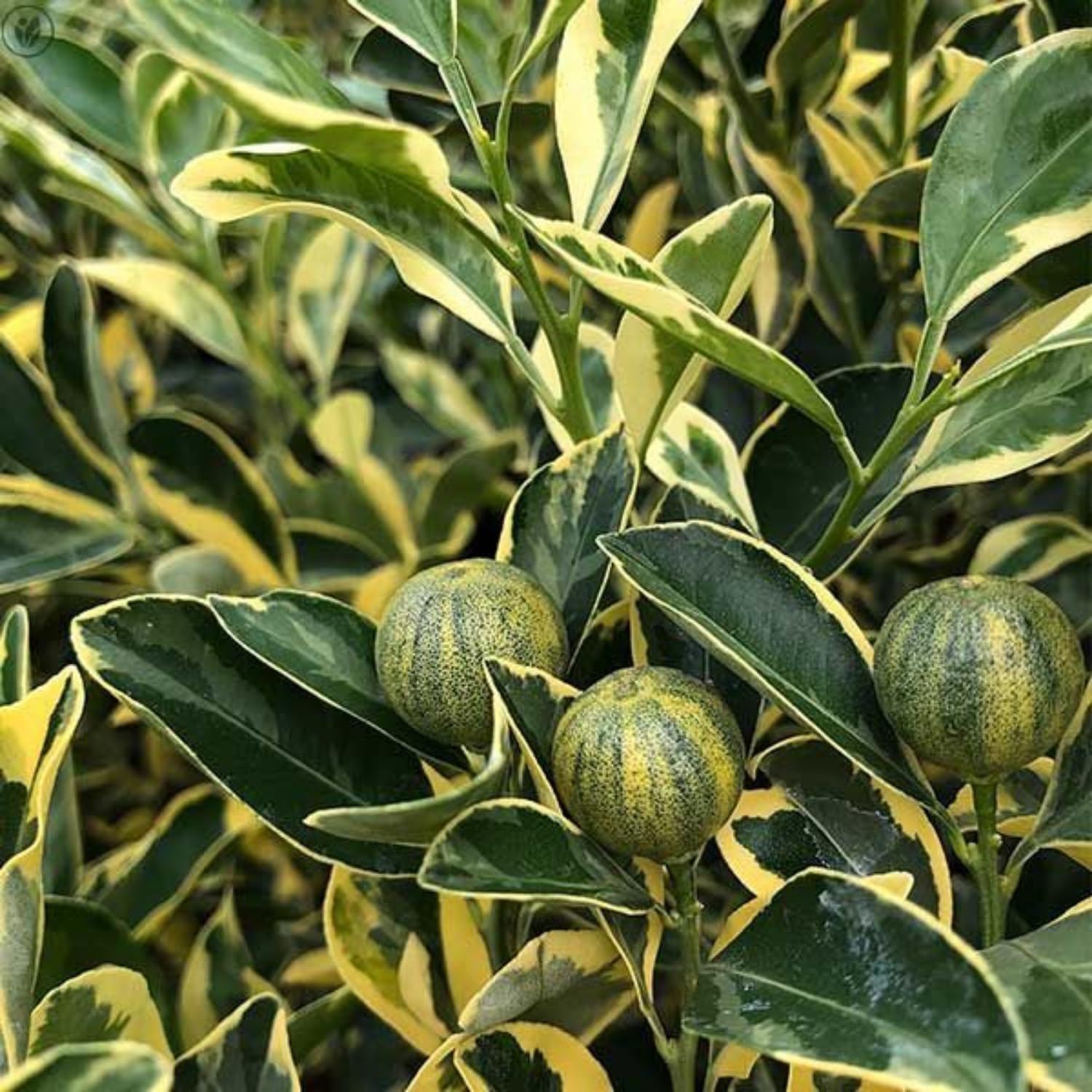 3 Years Old Variegated Kumquat Tree, Ready to Bear Fruits Citrus Plant, Ornamental and Edible Patio Fruit Tree in 5 Gallon Pot