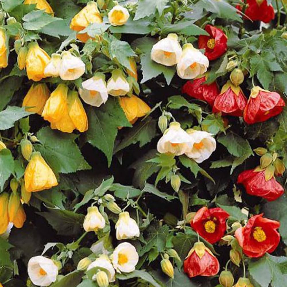2 Mix Abutilon Plants Live, Trailing Abutilon Vine Hanging Lantern Flowers, 5-9 Inch Tall Indoor Outdoor